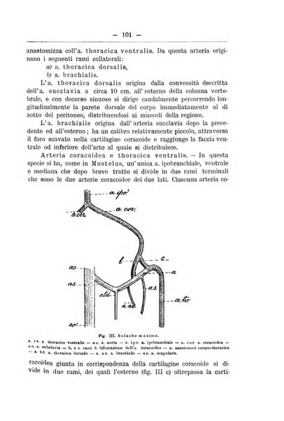 Monitore zoologico italiano