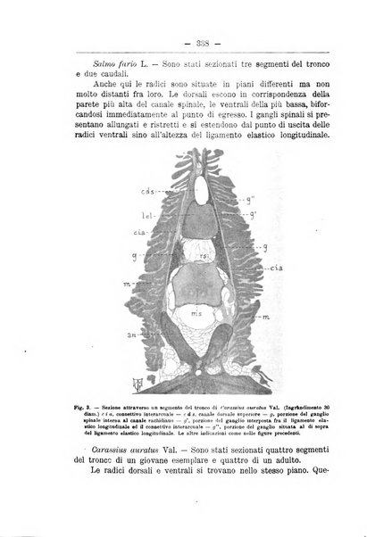 Monitore zoologico italiano