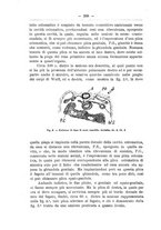 giornale/TO00014635/1905-1906/unico/00000566