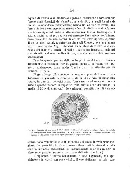 Monitore zoologico italiano