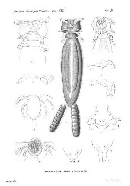 Monitore zoologico italiano