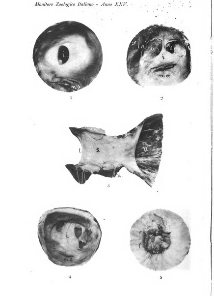 Monitore zoologico italiano