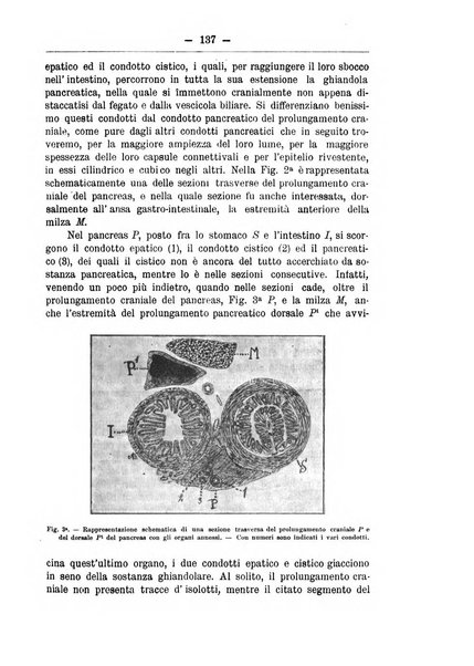 Monitore zoologico italiano