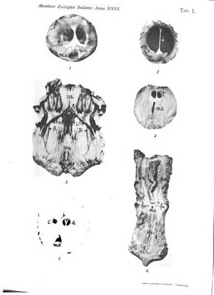 Monitore zoologico italiano