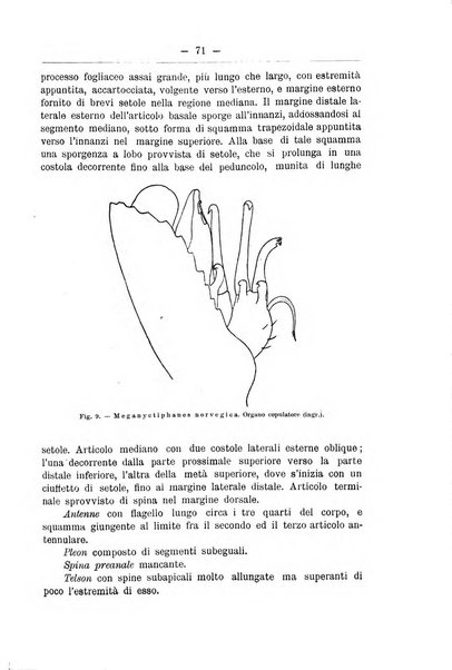 Monitore zoologico italiano