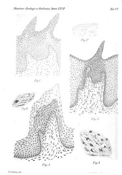 Monitore zoologico italiano