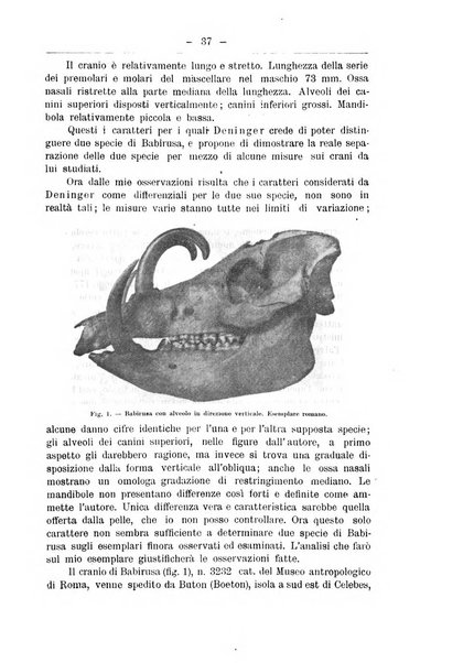 Monitore zoologico italiano