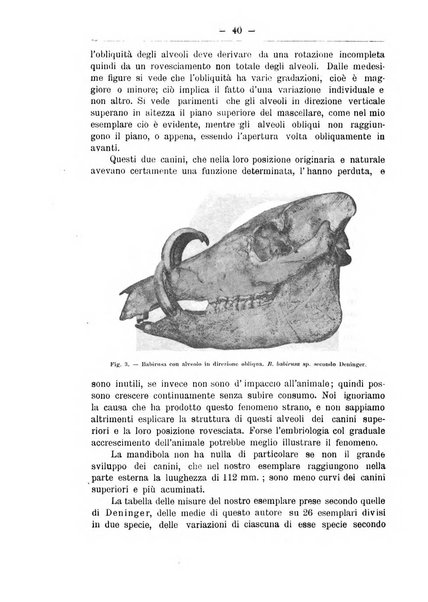 Monitore zoologico italiano