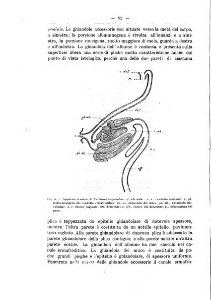 Monitore zoologico italiano