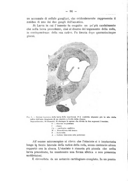 Monitore zoologico italiano