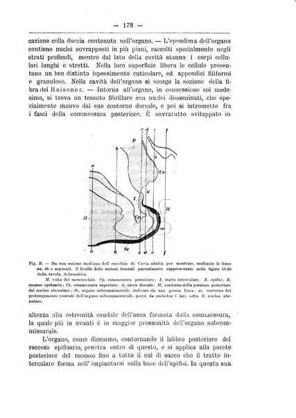 Monitore zoologico italiano