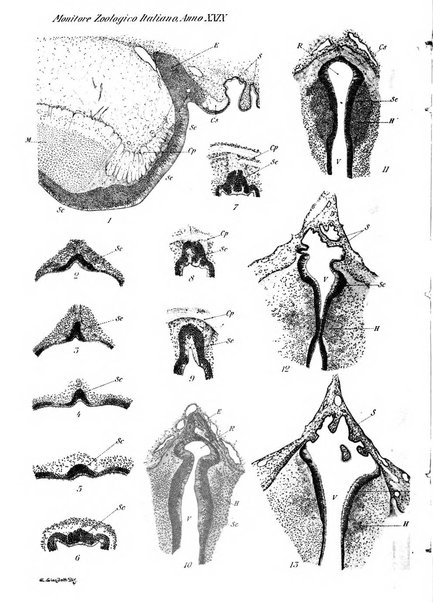 Monitore zoologico italiano