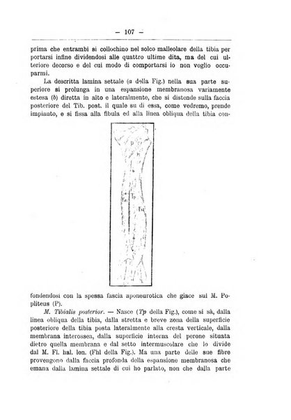 Monitore zoologico italiano