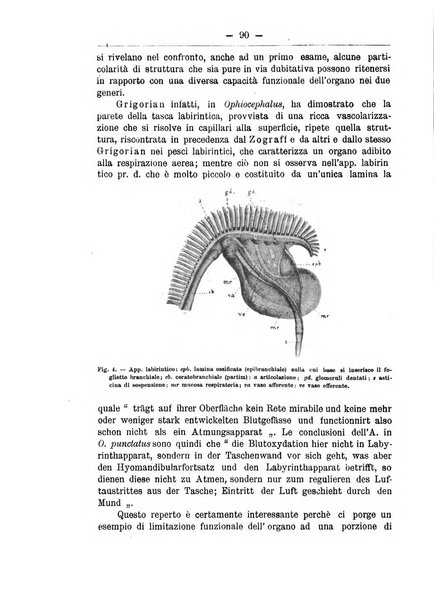 Monitore zoologico italiano