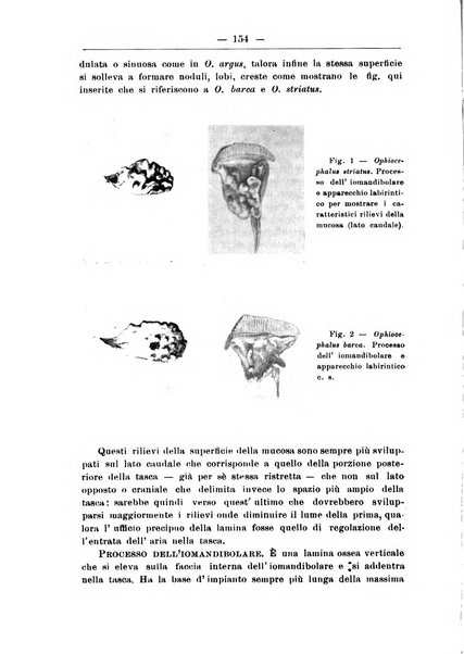 Monitore zoologico italiano