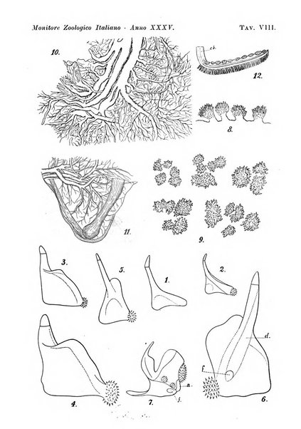 Monitore zoologico italiano