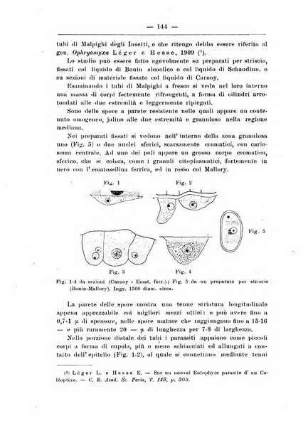 Monitore zoologico italiano