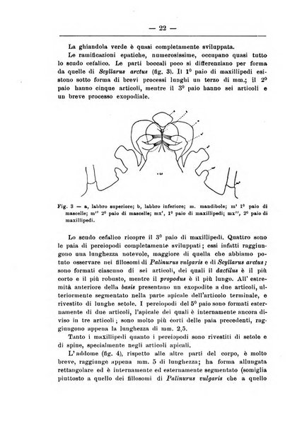 Monitore zoologico italiano