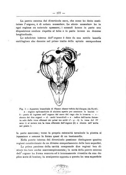 Monitore zoologico italiano