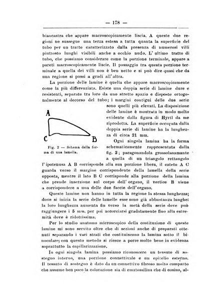 Monitore zoologico italiano