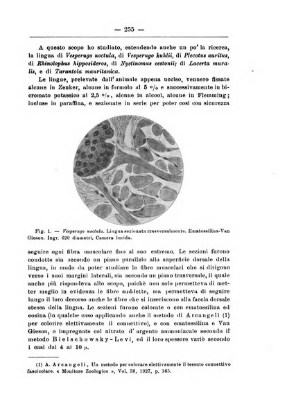 Monitore zoologico italiano