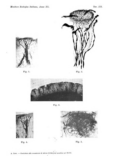 Monitore zoologico italiano