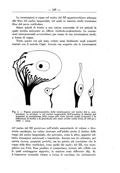 Monitore zoologico italiano