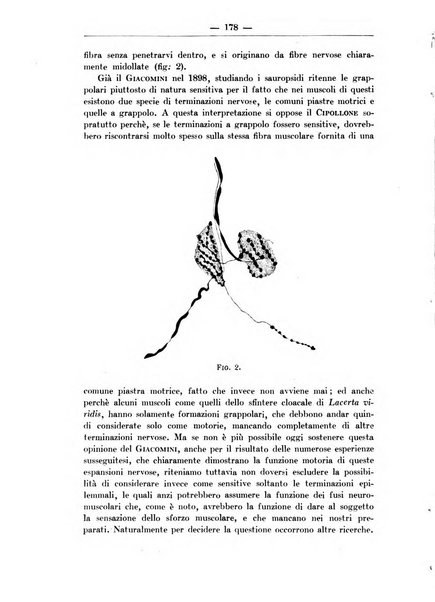 Monitore zoologico italiano