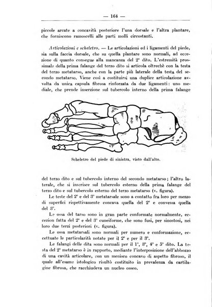 Monitore zoologico italiano