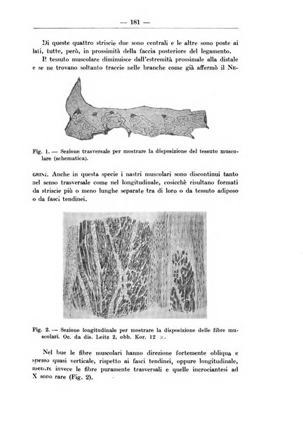 Monitore zoologico italiano