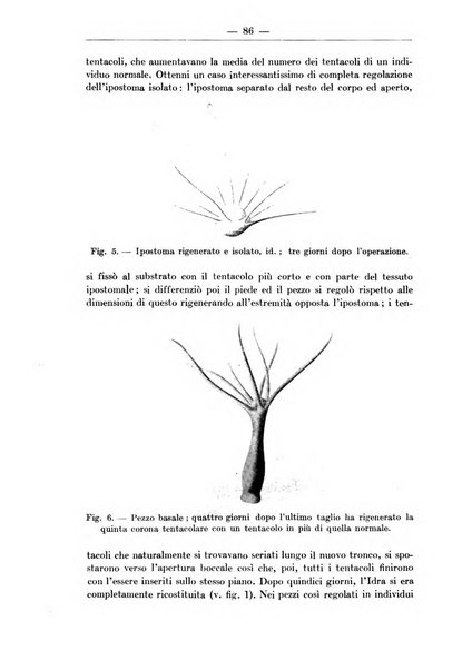 Monitore zoologico italiano