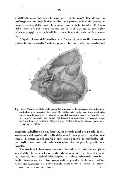 Monitore zoologico italiano