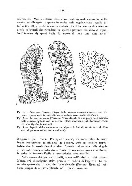 Monitore zoologico italiano