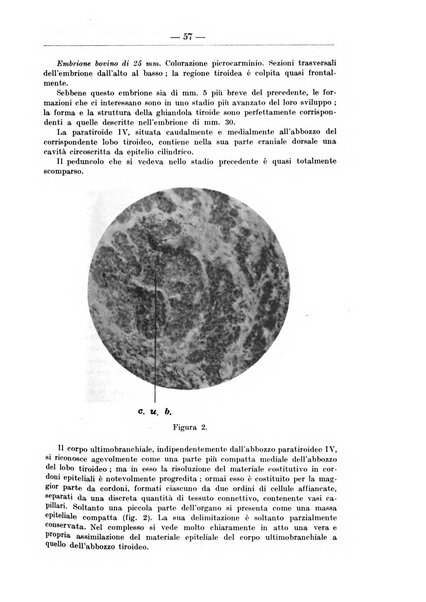 Monitore zoologico italiano