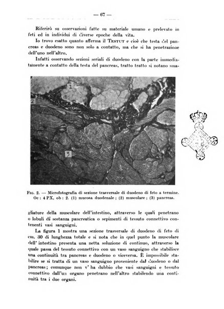 Monitore zoologico italiano