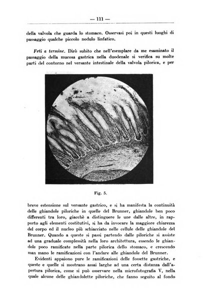 Monitore zoologico italiano