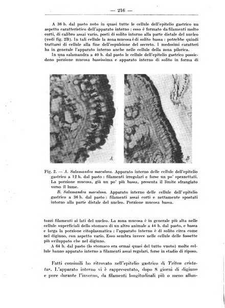 Monitore zoologico italiano