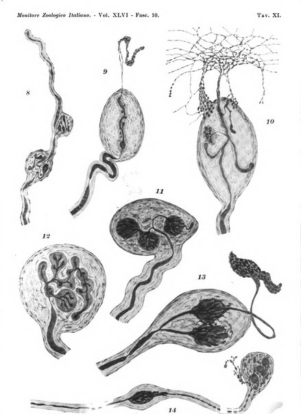 Monitore zoologico italiano