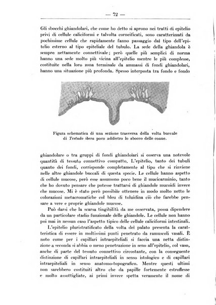 Monitore zoologico italiano