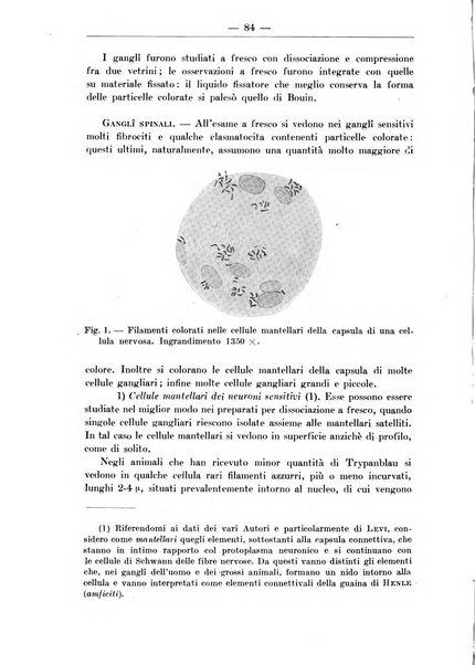 Monitore zoologico italiano