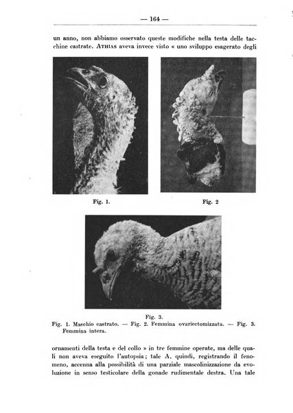 Monitore zoologico italiano