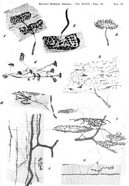 Monitore zoologico italiano