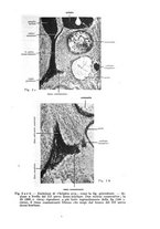 giornale/TO00014635/1937/unico/00000071