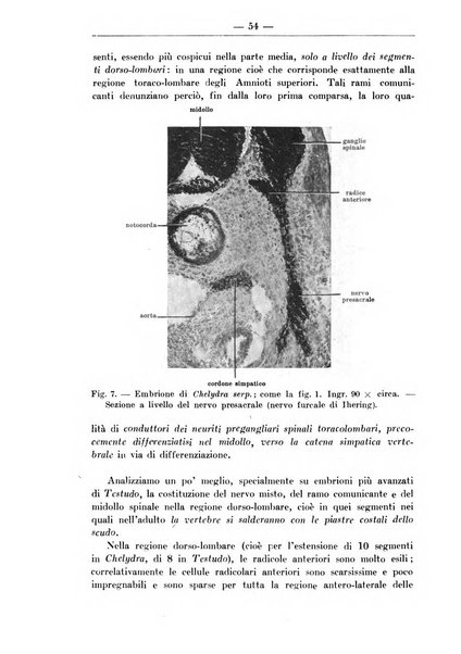 Monitore zoologico italiano