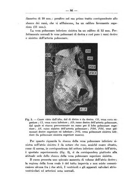 Monitore zoologico italiano