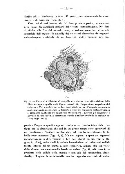 Monitore zoologico italiano