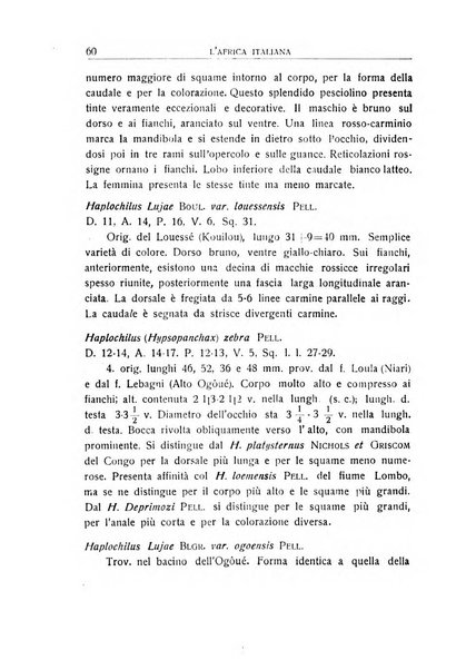 L'Africa italiana bollettino della Società africana d'Italia