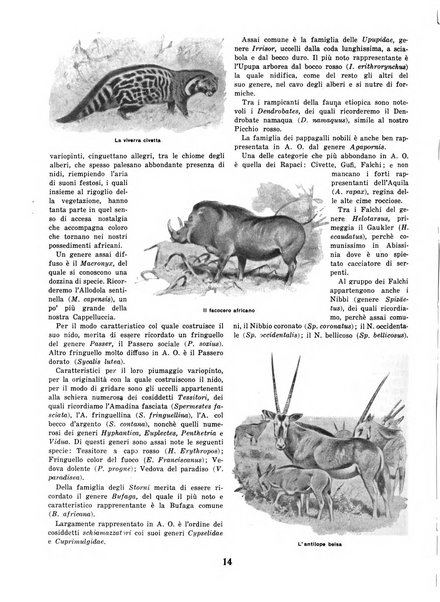 Africa italiana pubblicazione mensile dell'Istituto fascista dell'Africa italiana