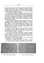 giornale/TO00174164/1924/unico/00000339