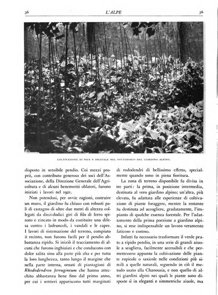 L'alpe rivista forestale italiana fondata dalla Società emiliana pro-montibus et sylvis